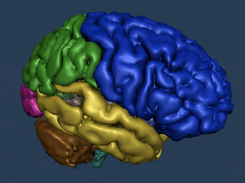 D Brain From Anatomical Mri Color Coded Cortex And Cerebellum Snorkle